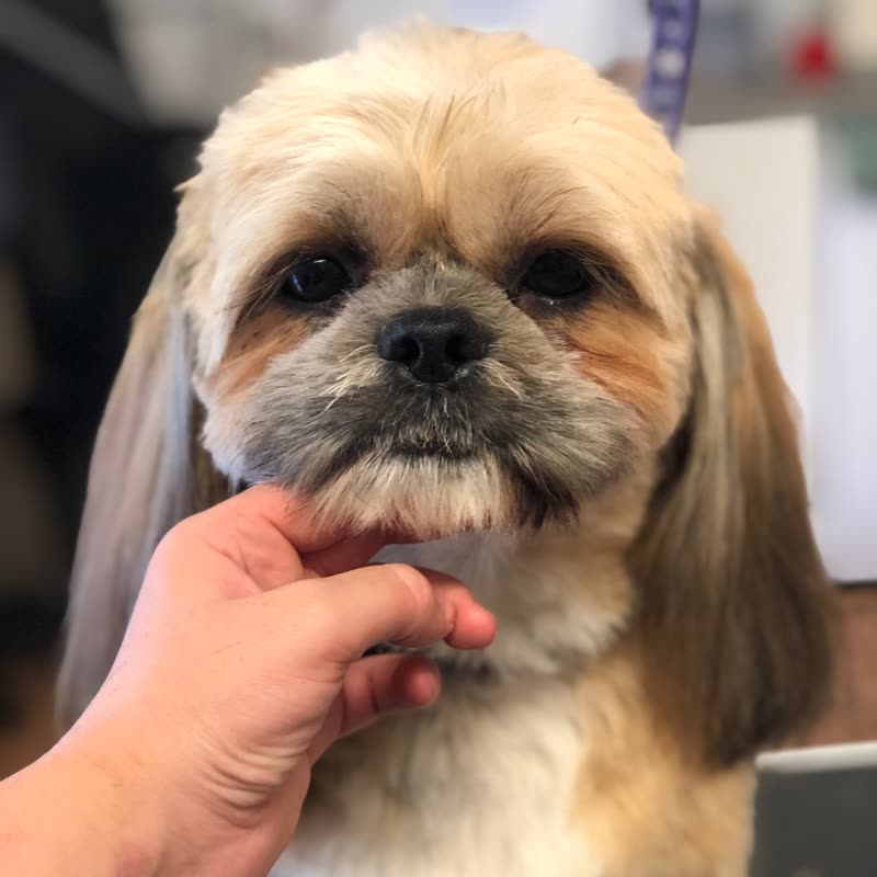 A freshly groomed Shih Tzu at the salon, a groomer's hand steadying its chin