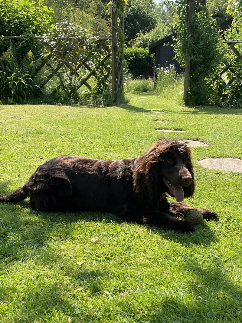 A brown cocker spaniel lying on a sunny lawn