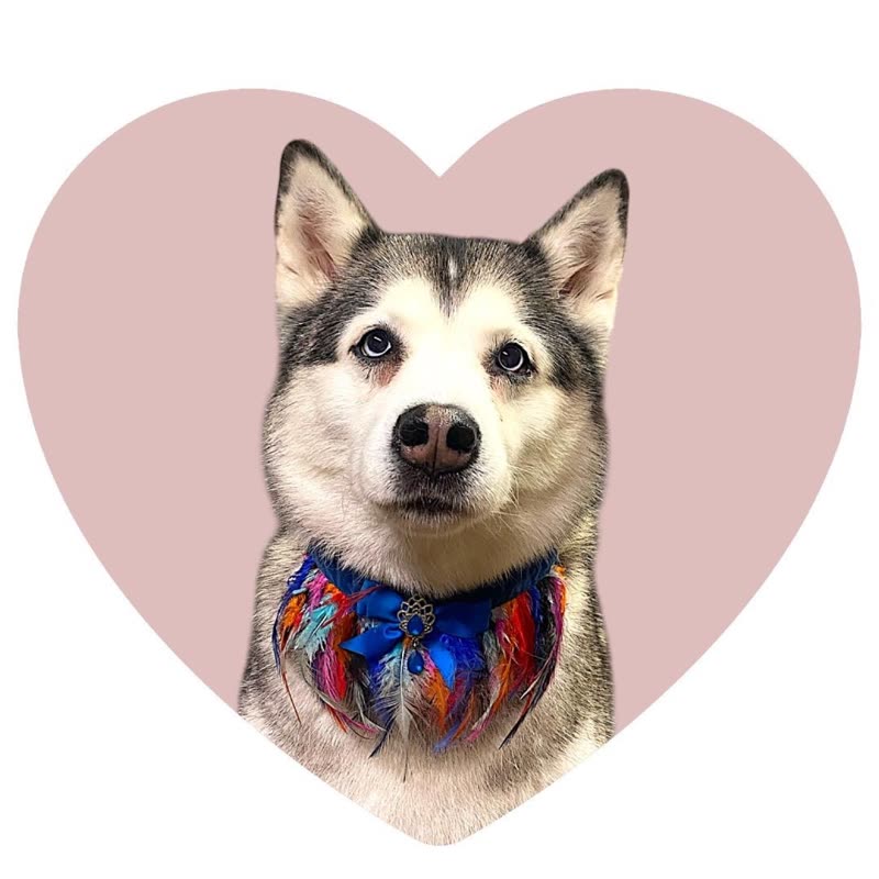 A Siberian husky wearing a colourful feather bandana against a soft pink backdrop