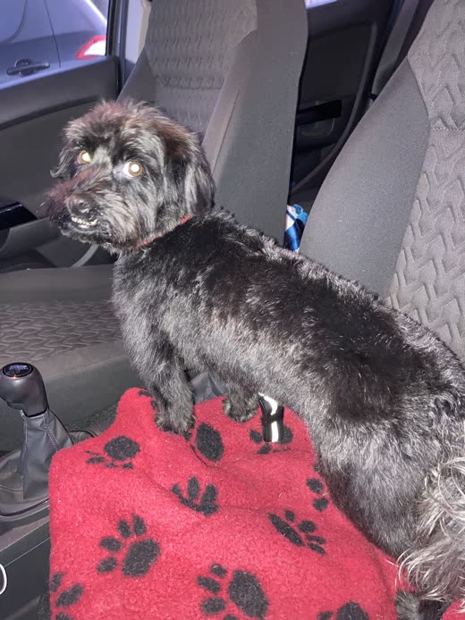 A small scruffy dog on a paw-print blanket on the front seat of the car, ready for a lift to the salon